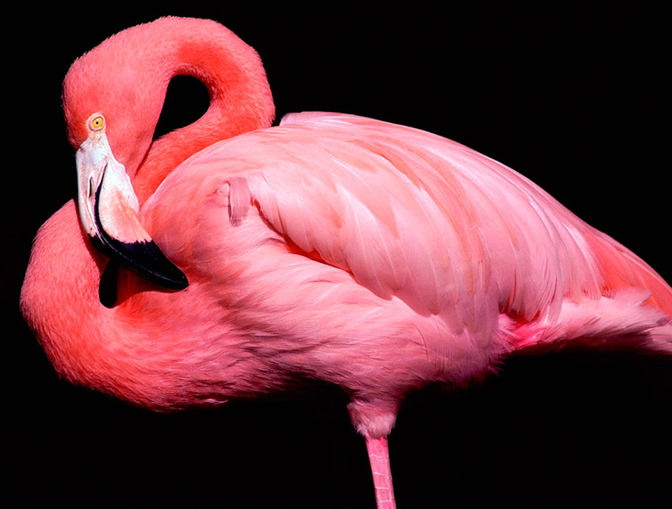 el-rosa-es-un-color-de-niñas-flamenco