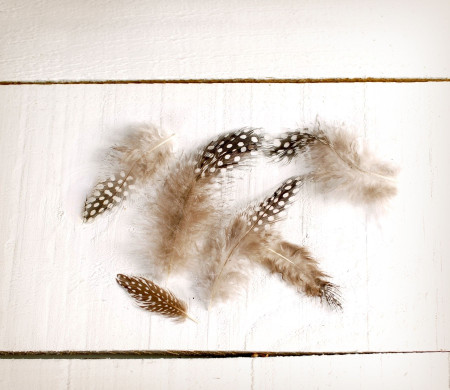 Plumas Naturales para Decorar